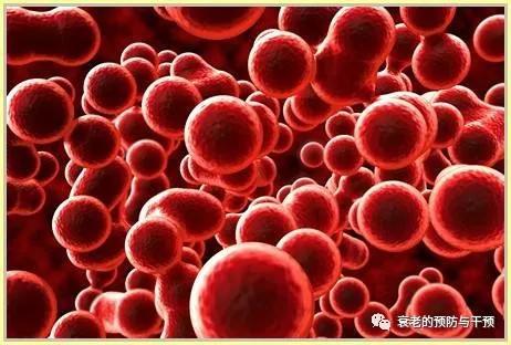 什么是人体最坚硬的器官