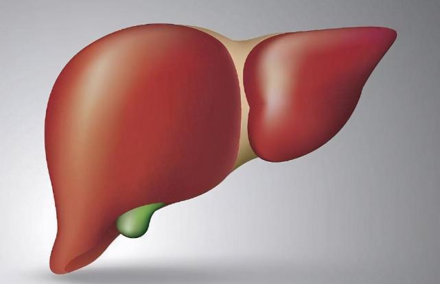 什么是人体最坚硬的器官