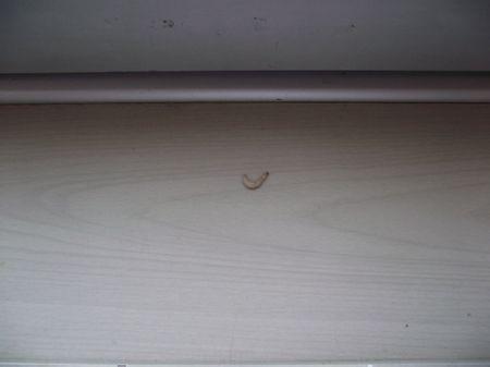 苍蝇卵多少温度杀死