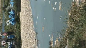 死鱼会动怎么办