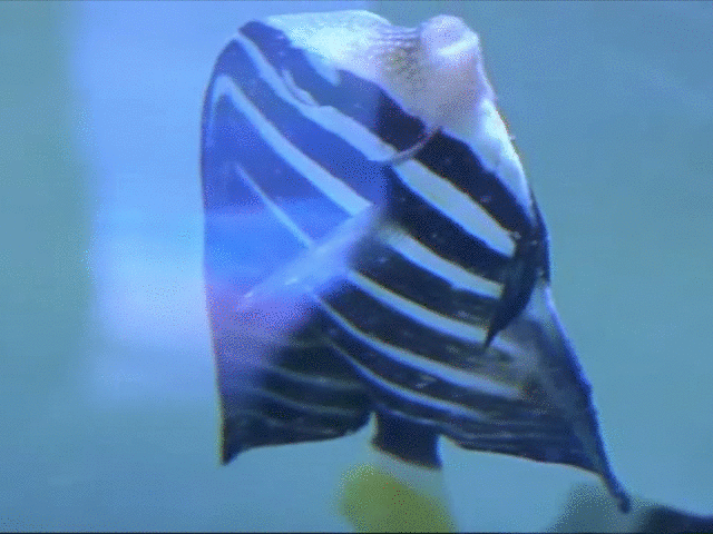 死鱼会动怎么办