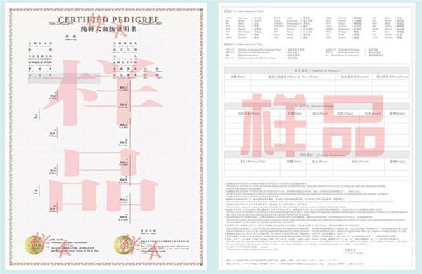 cku出生纸怎么这么慢