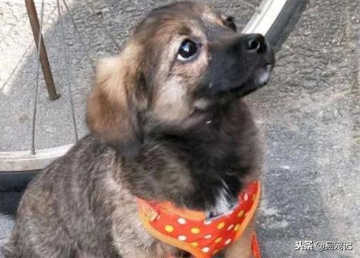 捡到流浪狗怎么办