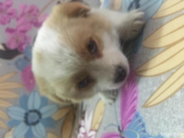 捡到流浪狗怎么办