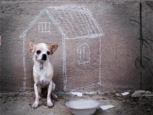 捡到流浪狗怎么办