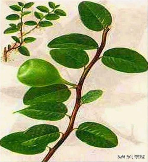 凉粉藤说明书多少钱